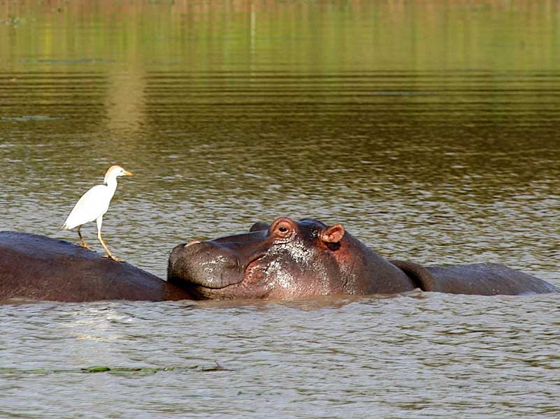 Hippos and egret, Mkhuze Game Reserve, KwaZulu-Natal, South Africa