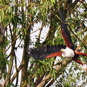 African Fish Eagle