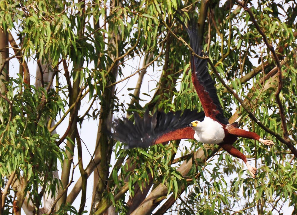 African Fish Eagle