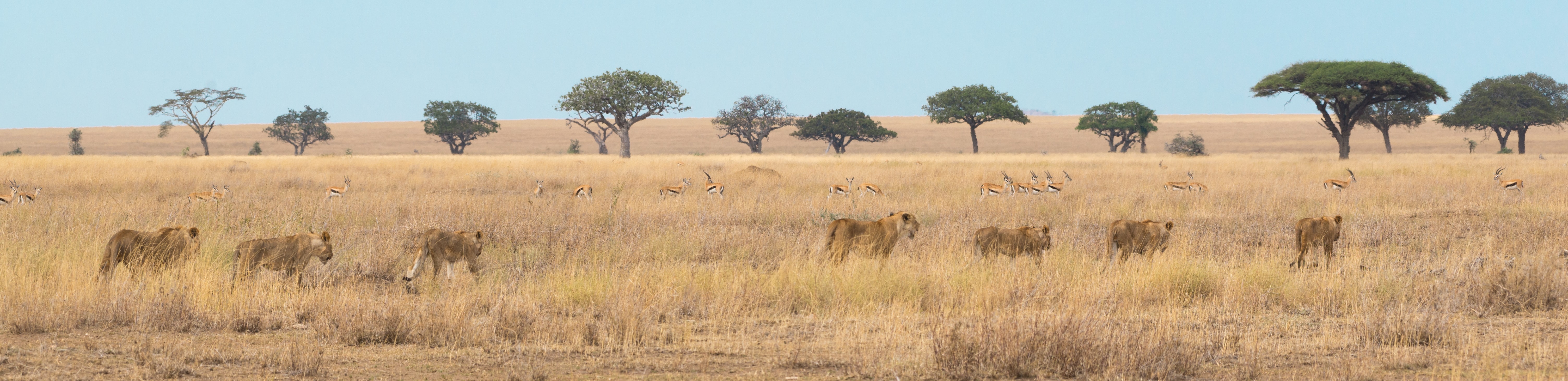 African plains