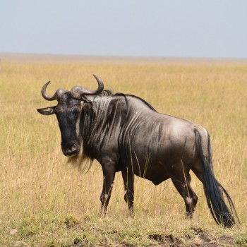 Blue Wildebeest