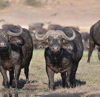 Buffalo Buffalo