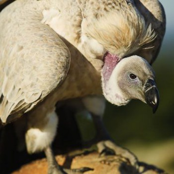 CapeVulture CapeVulture