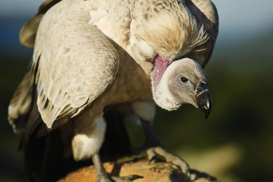 CapeVulture