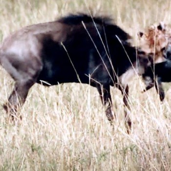 Cheetah and wildebeest