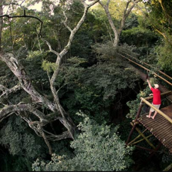 Dlinza Forest board walk