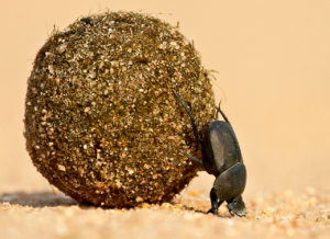 Dung Beetle