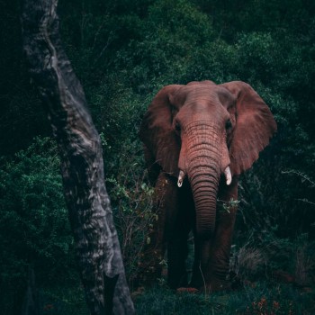Elephant in bush