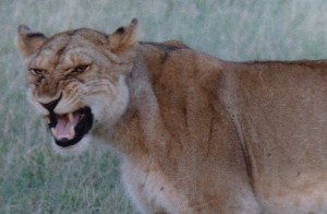 Flehmen Grimace
