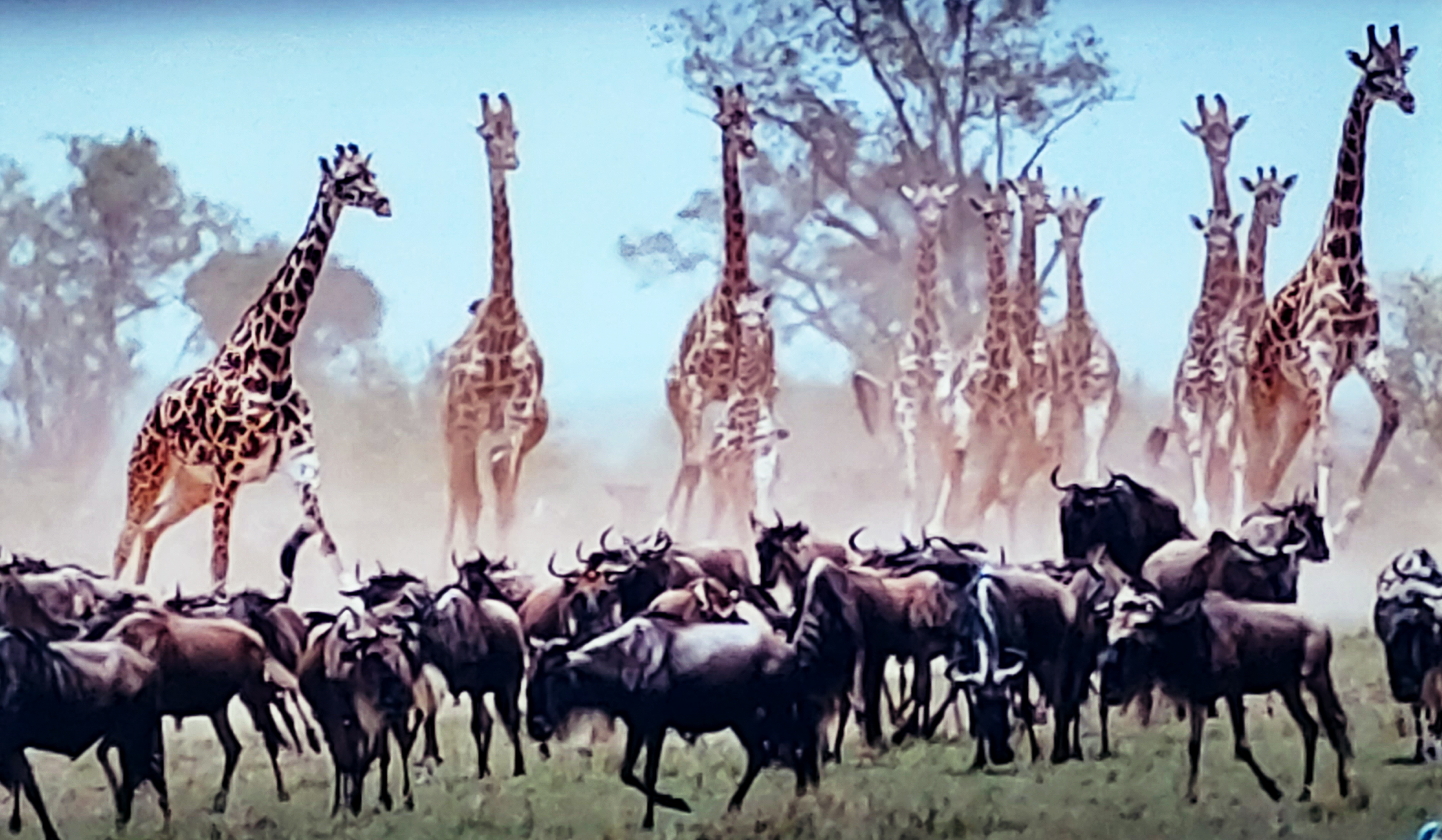 Giraffe on run