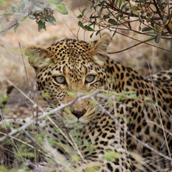 Leopard.