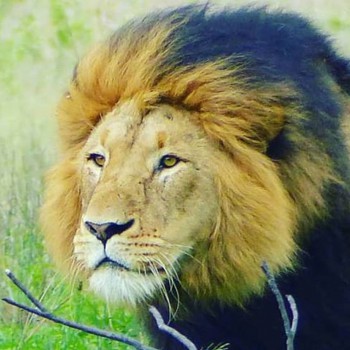 Lion head Lion head