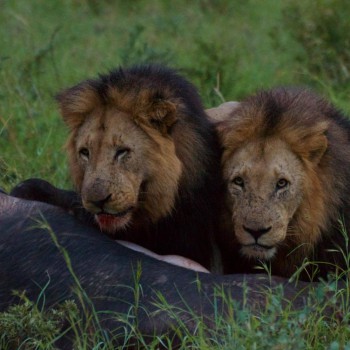 Lion kill