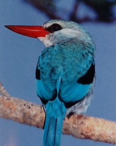 Mangrove Kingfisher