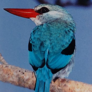 Mangrove Kingfisher