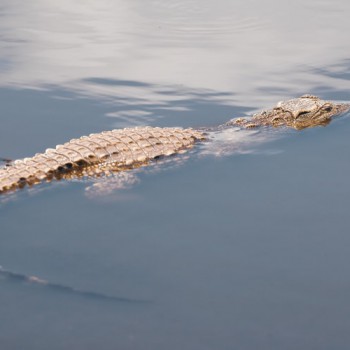 Nile croc