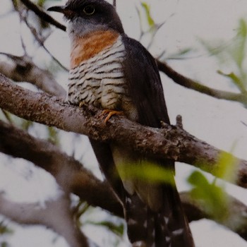 Red - chested Cuckoo Red - chested Cuckoo