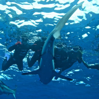Shark-Cage-Diving-KZN-Durban-23[1]