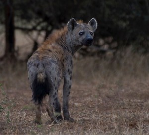 Spotted Hyena Gavin Udal