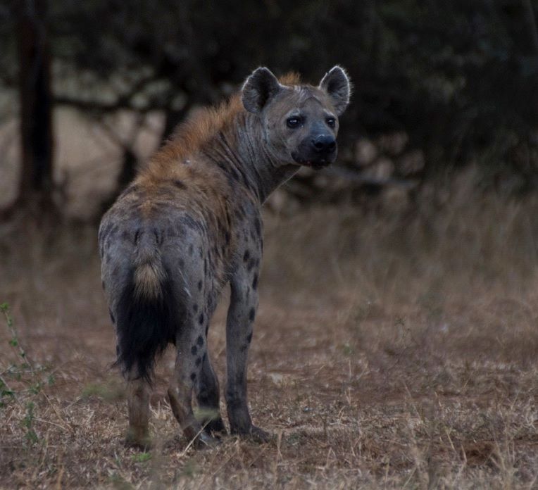 Spotted Hyena Gavin Udal