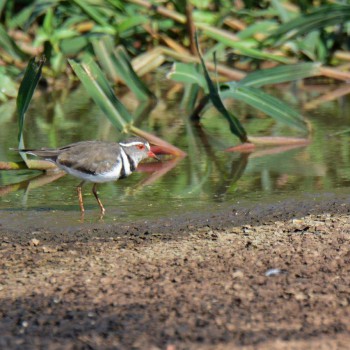 Three-banded Plover DSC_7147