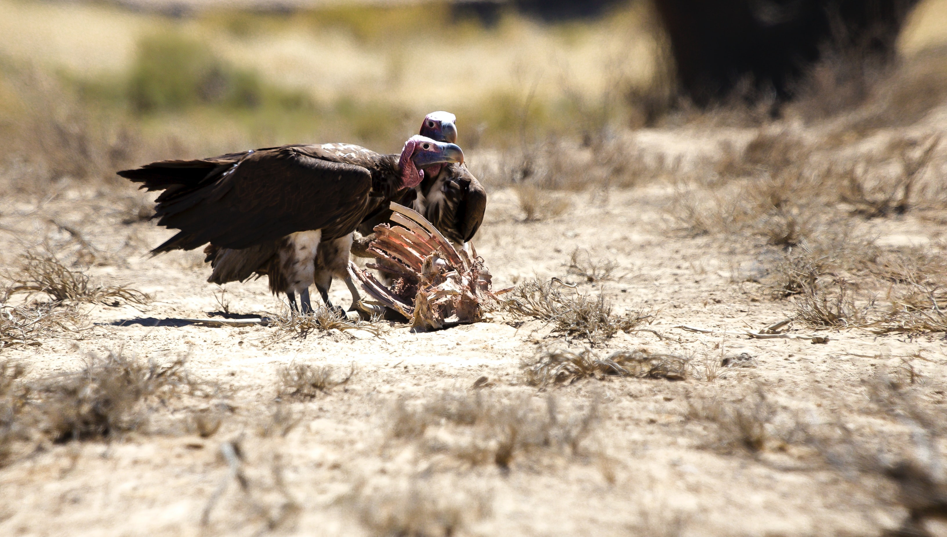 Vultures