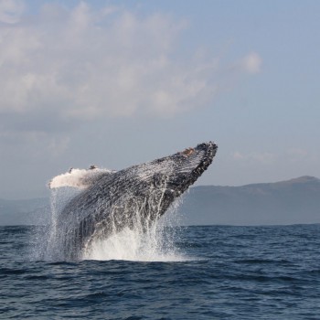 Whale breaching.