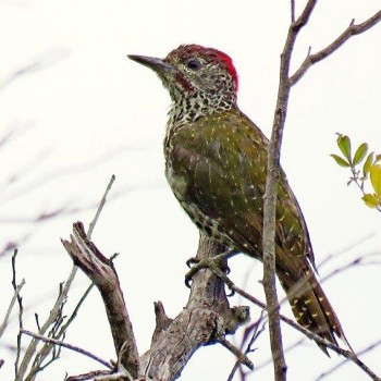 Woodpecker Woodpecker
