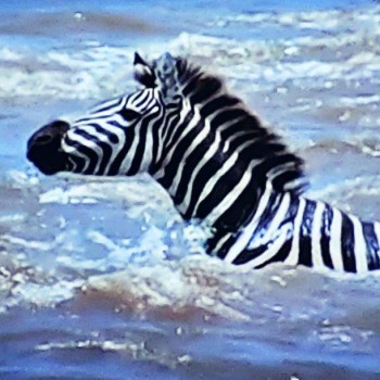 Zebra crossing river