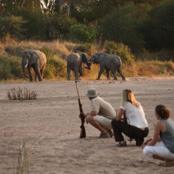 matt-cowell-safaris-walking[1]