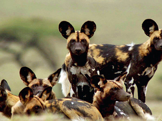 selous-wild-dogs[1]